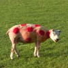 Red Polka Dot Painted Sheep