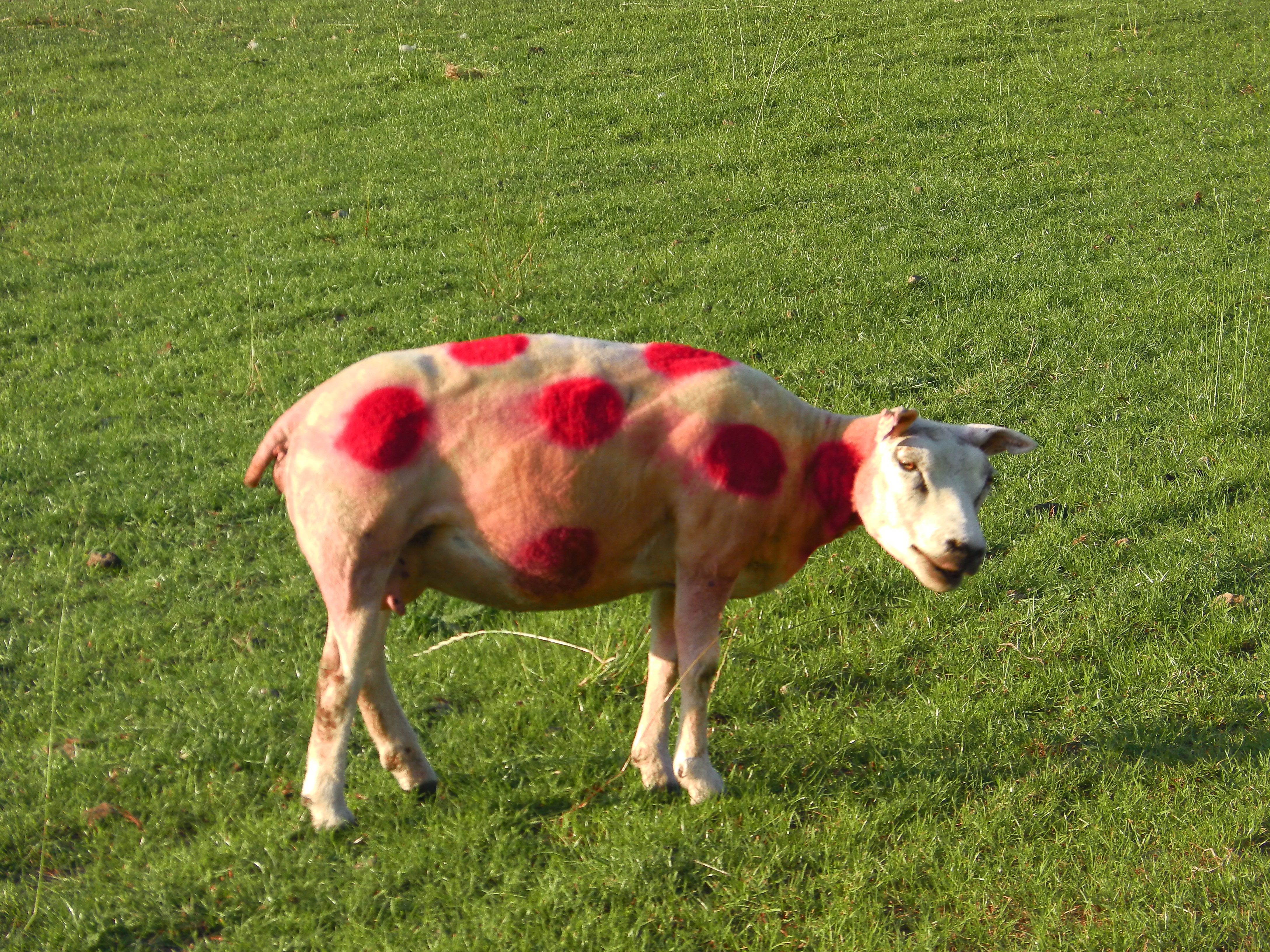 Tour de France Sheep