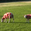 Red Dotted Sheep