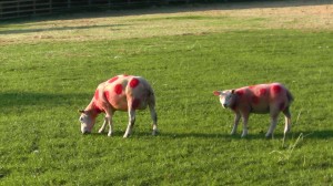 Red Dotted Sheep