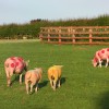 Tour de France Sheep