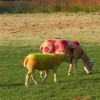 Tour de France Sheep