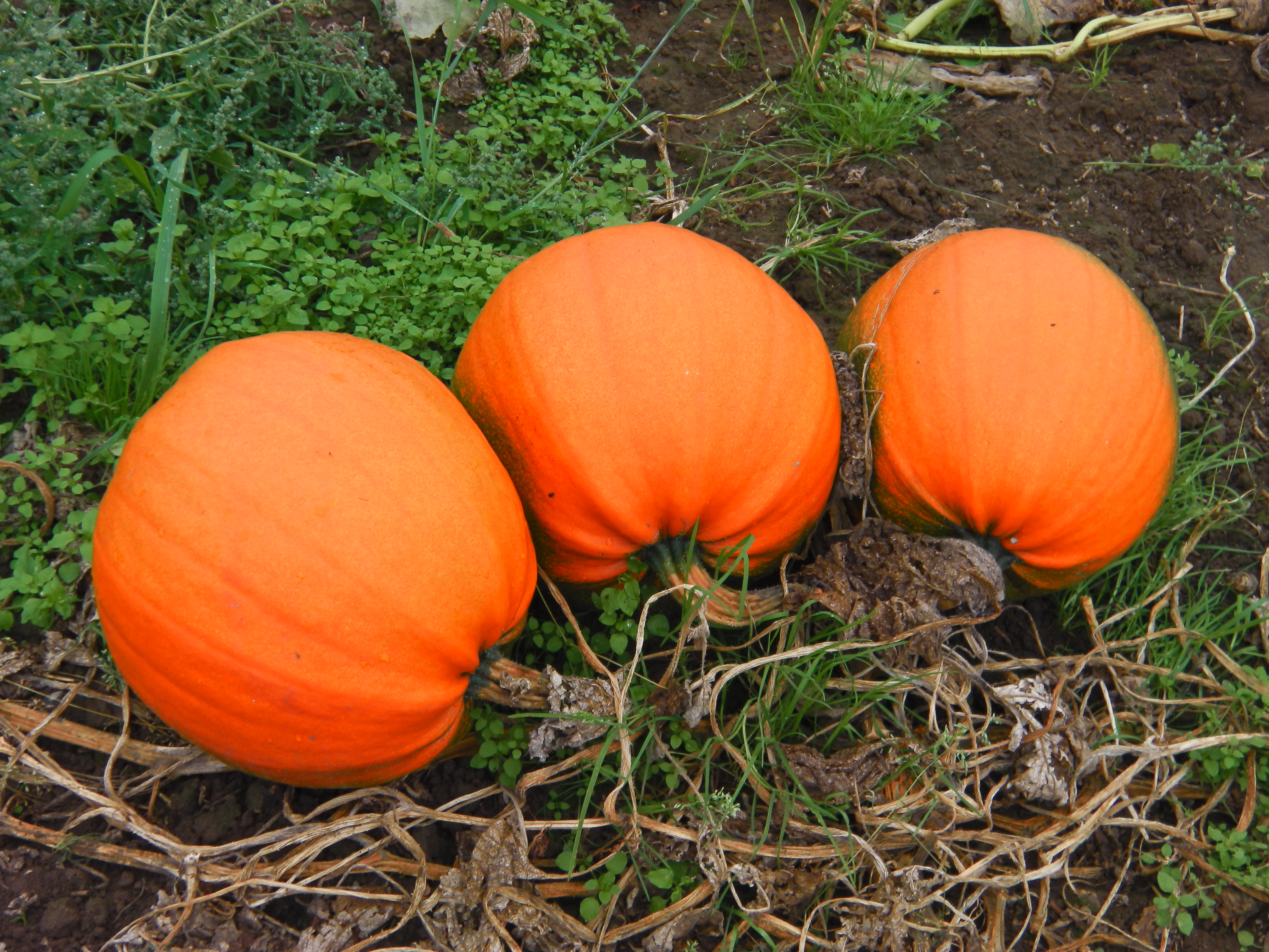 A Trio of Pumpkins