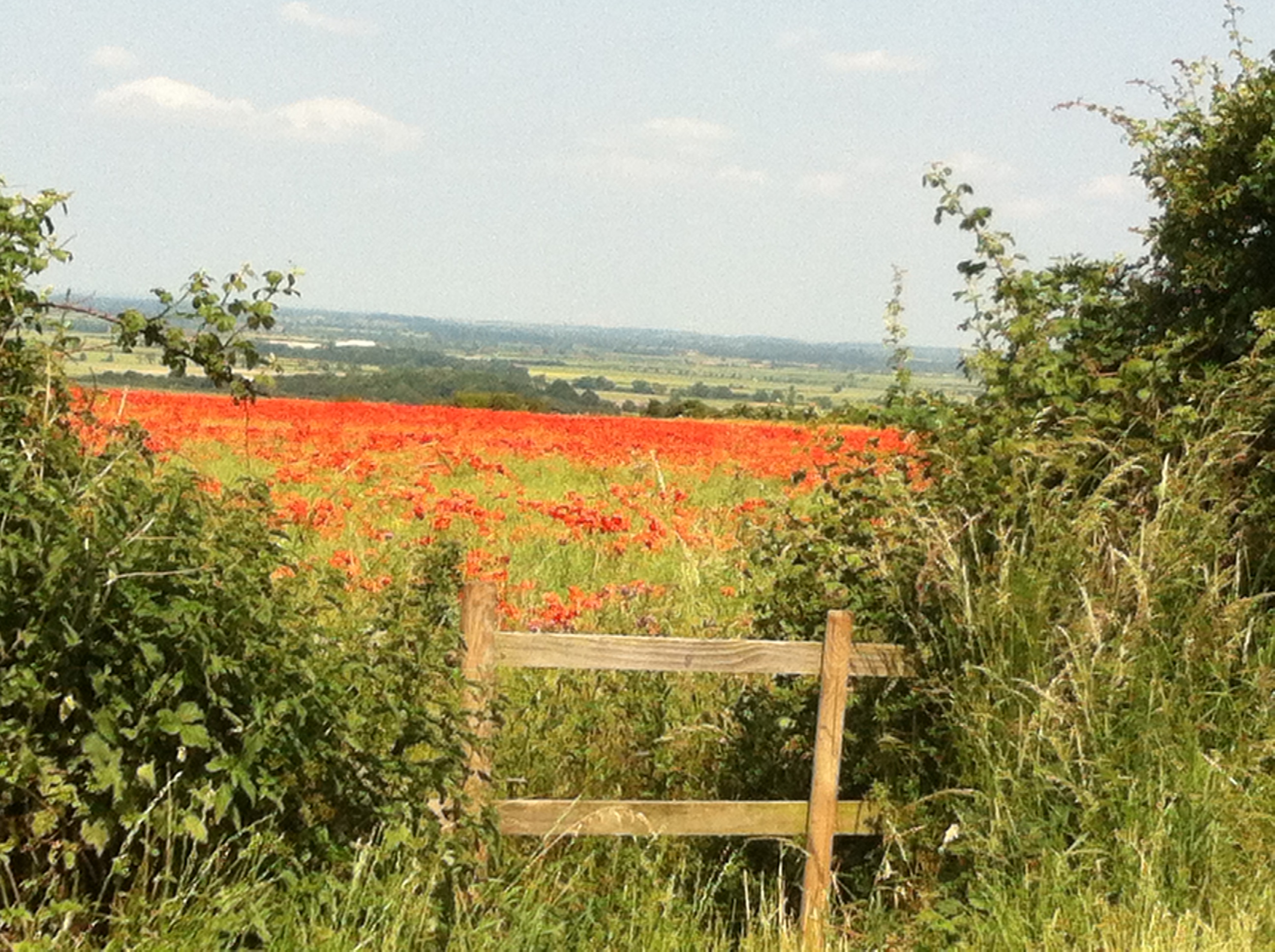 A Field of Poppies