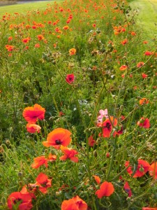 A Field of Poppies