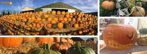 Pumpkin Collection