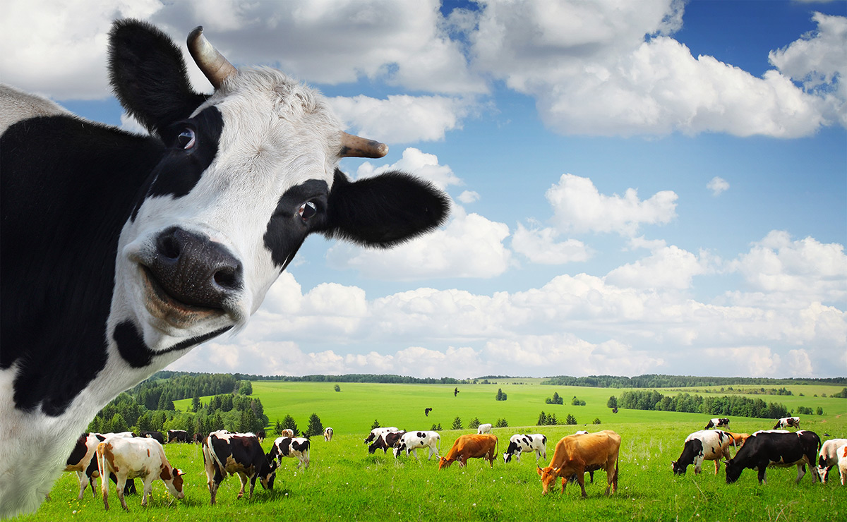 cheeky cow pic, meat